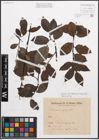 Foto von Salix caprea L. x Salix nigricans Sm.